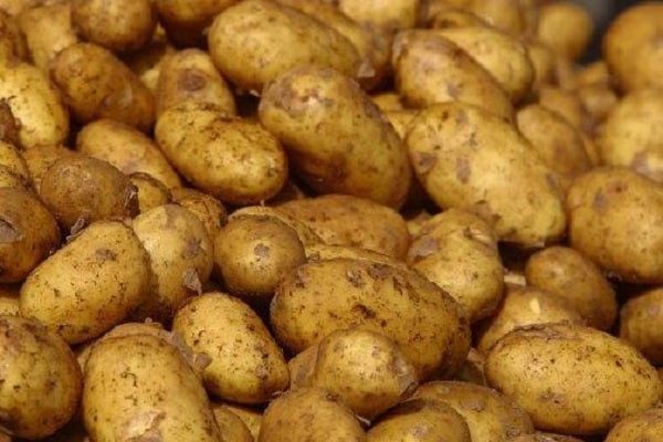 Почему скручиваются листья картофеля, что делать и как их лечить?