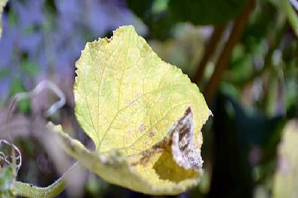 Почему желтеют края листьев огурца и что делать