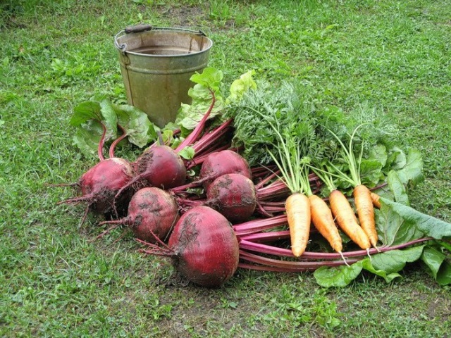 Лучшая приправа для выращивания моркови и свеклы