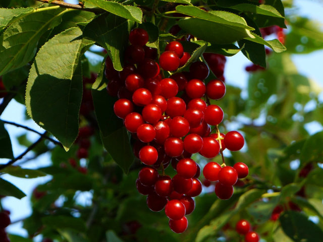 Польза и вред красной вишни для здоровья человека