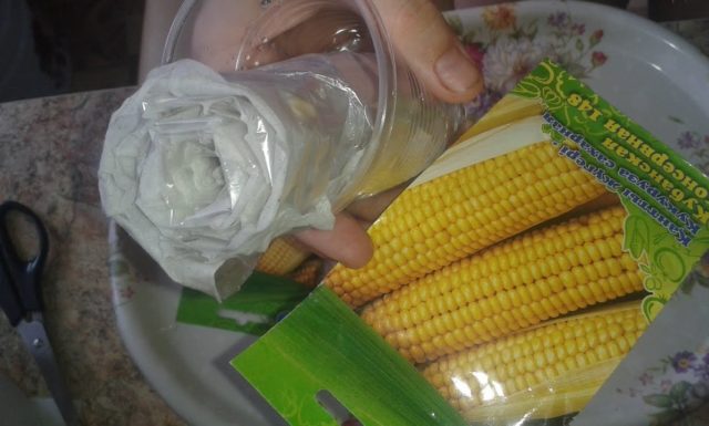 Посадка рассады кукурузы: сроки, урожай, как сажать в открытый грунт