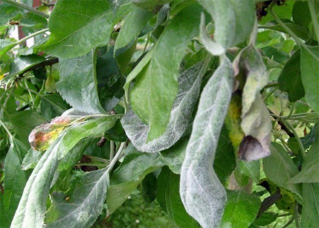 Топсин-М - мощное средство защиты овощей и деревьев от болезней