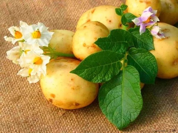 Препараты и способы обработки картофеля перед посадкой против фитофтороза