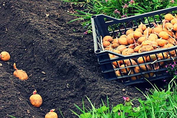 Причины, по которым картофель плохо растет в саду и что делать