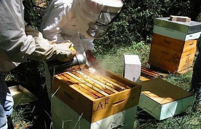 Пропорция для приготовления отвара полыни для пчел и правила обработки