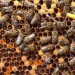 Разновидности пчелиного расплода и как это происходит, болезни и профилактика