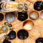 Разновидности пчелиного расплода и как это происходит, болезни и профилактика