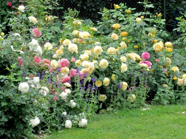 Роза Крокус Роуз (Crocus Rose): описание и фото, отзывы