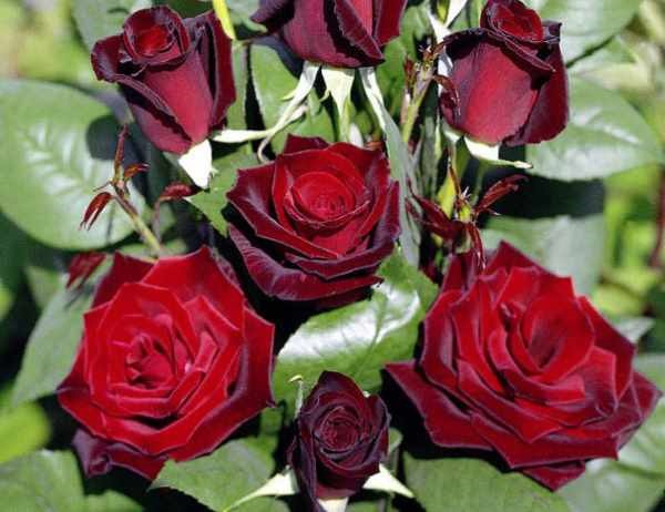 Черная плетистая роза: описание