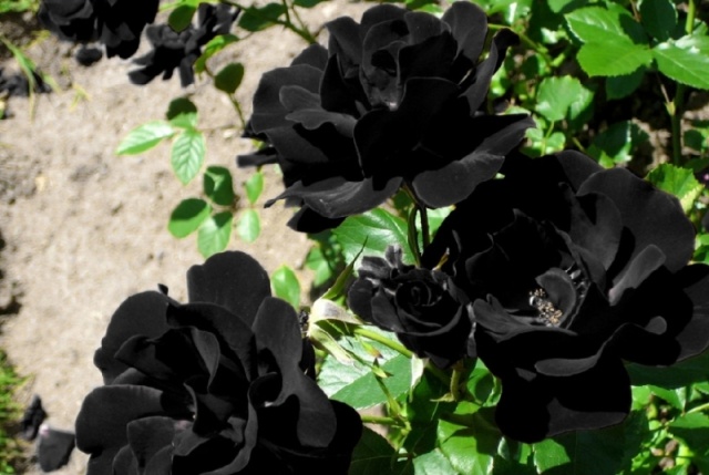 Черная плетистая роза: описание