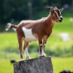 Как долго выращивают коз на мясо, возраст для кастрации детей