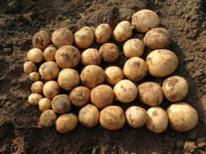 Сорта картофеля банба: характеристика, отзывы, вкус