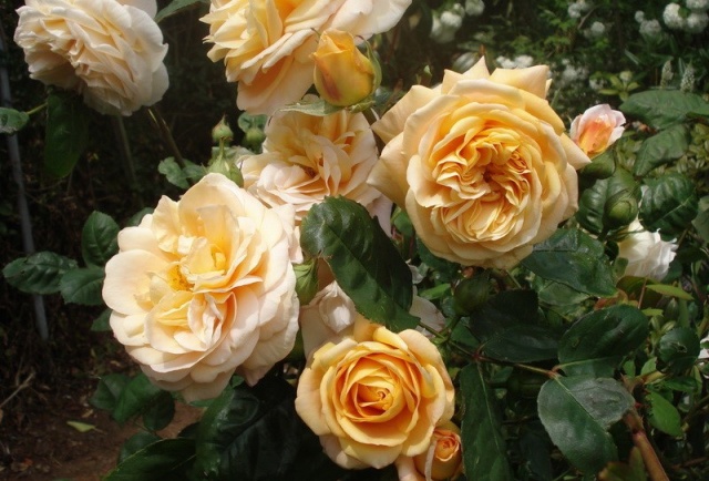 Сорт роз Чарльза Остина