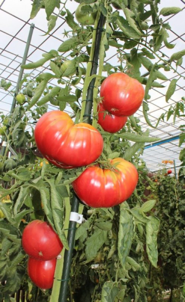 Сорта мясисто-сахарных томатов: отзывы, описание и фото