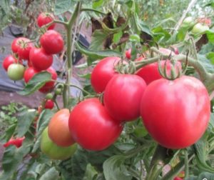 Сорта томатов Первоклашка