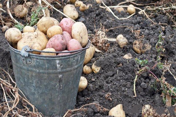 Сроки, сколько картофеля вырастет и созреет от посадки до сбора урожая?