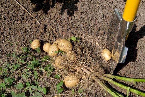 Сроки, сколько картофеля вырастет и созреет от посадки до сбора урожая?