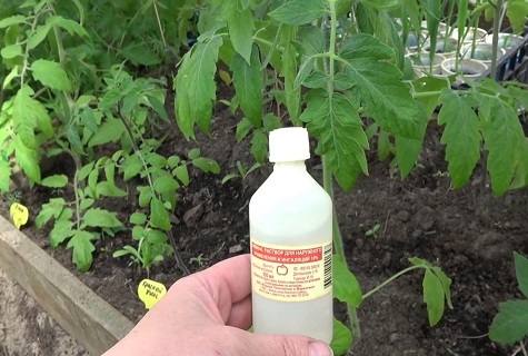 Супер агент для рассады томатов перекисью водорода