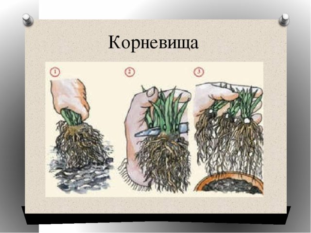 Таволга (омлет) пальчатая: выращивание и уход, фото