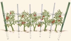 Алтайский томатный мед: отзывы, описание и урожайность