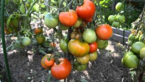 Дубок томат (Дубрава)