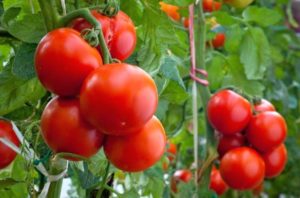 Tomato Intuition: отзывы, фото, урожайность