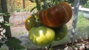 Ящик для помидоров Малахитовый: характеристика и описание сорта