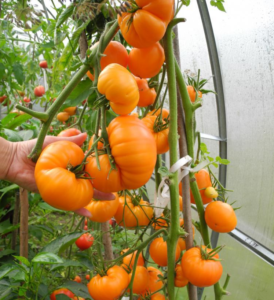 Помидор клубника апельсиновый: описание сорта, фото, отзывы