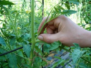 Сызранская пипетка томата: характеристика и описание сорта