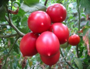Сызранская пипетка томата: характеристика и описание сорта