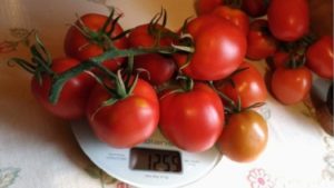 Великосветский томат: отзывы и характеристика сорта