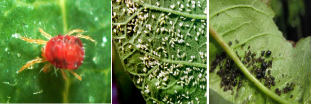 Паутинный клещ на помидорах в теплице фото и их лечение