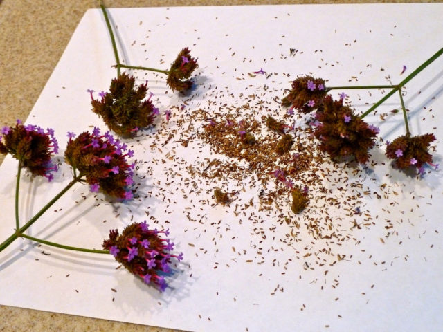 Вербена гибридная: выращивание из семян в помещении, фото