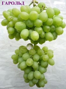 Гарольд виноград
