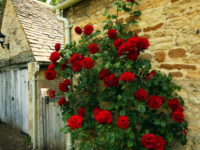 Сорта фигурных роз, цветущих все лето