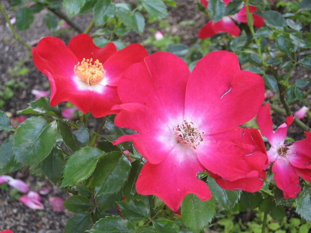 Сорта фигурных роз, цветущих все лето