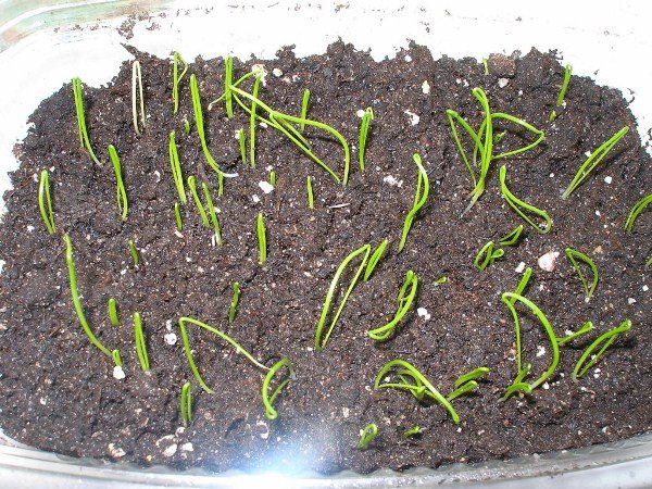 Выращивание репчатого лука (черемши) из семян: отводки, посадка