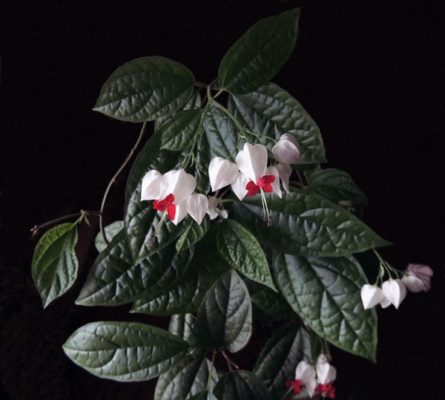 10 простых в уходе комнатных вьющихся растений: фото и названия