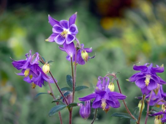 11 цветов, которые высаживают на рассаду в январе - обзор с названиями и фото