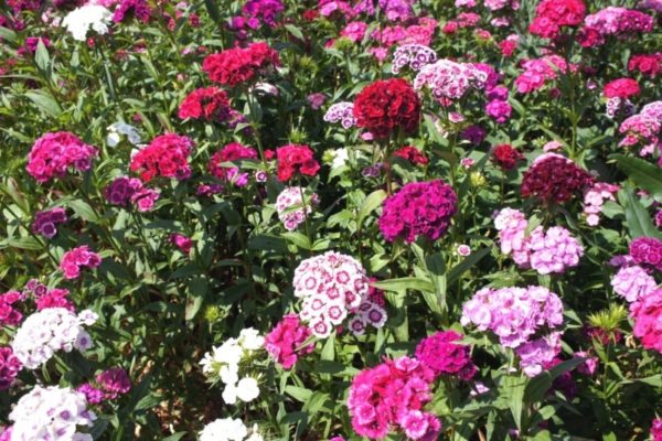 11 цветов, которые высаживают на рассаду в январе - обзор с названиями и фото