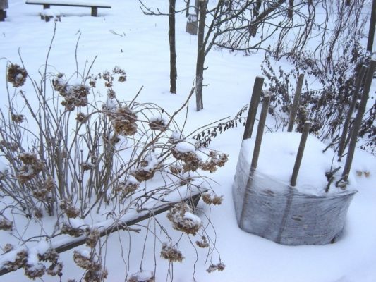 4 эффективных способа защитить свой сад от грызунов зимой