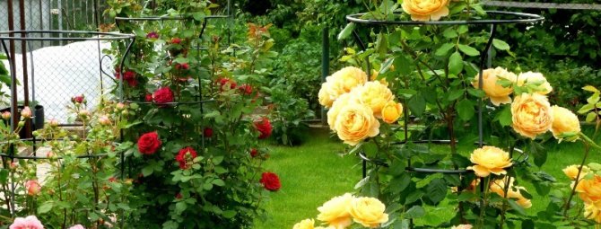 5 ошибок, которые вы делаете при выращивании роз в деревне