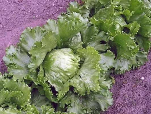 9 лучших овощных салатов для посева в следующем сезоне