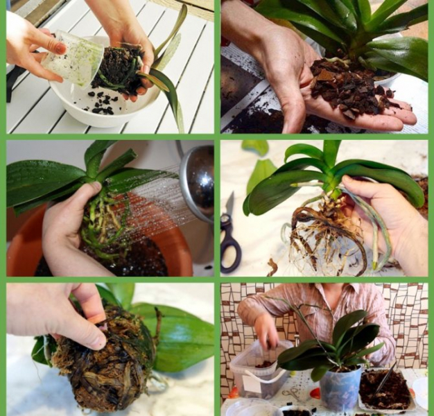 Не пора ли поменять горшок? Пересадка орхидеи фаленопсис в домашних условиях с пошаговой инструкцией