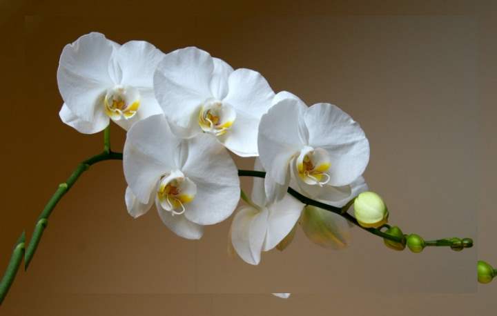 Не пора ли поменять горшок? Пересадка орхидеи фаленопсис в домашних условиях с пошаговой инструкцией