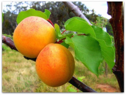 Царский абрикос - местный деликатес