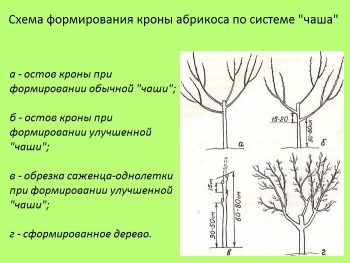 Абрикос Мелитопольский и его популярные виды: особенности и особенности выращивания