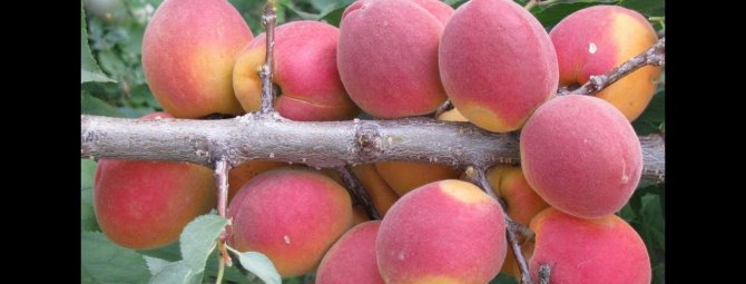 Саратовский рубин абрикос: находка для средней полосы
