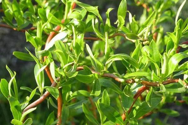 Агротехнические правила посадки и выращивания ивы мацудан