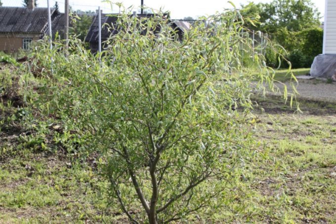 Агротехнические правила посадки и выращивания ивы мацудан